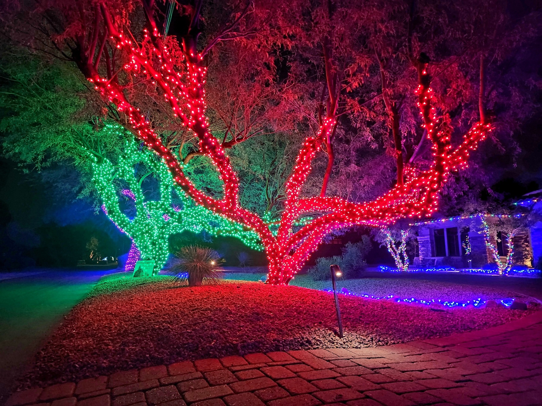 Hand-wrapped trees in red and green — Paradise Valley
